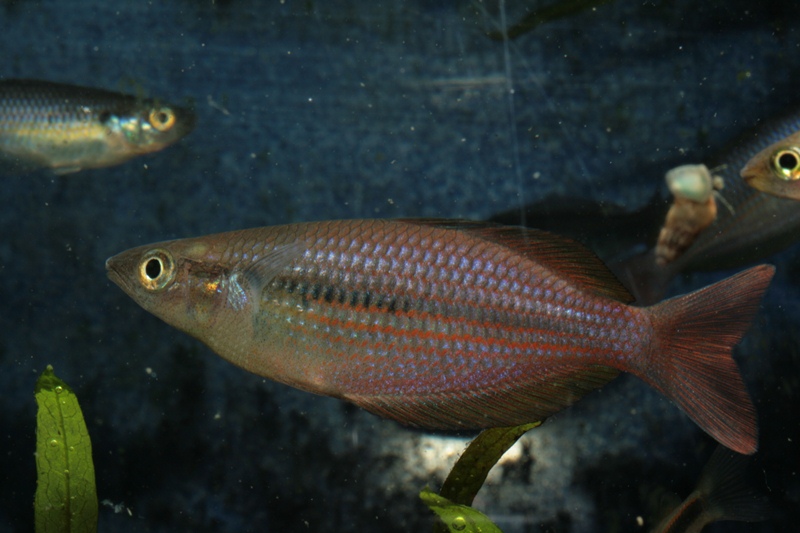 Regenbogenfische Rainbowfishes Poisson Arc En Ciel Johannes Graf